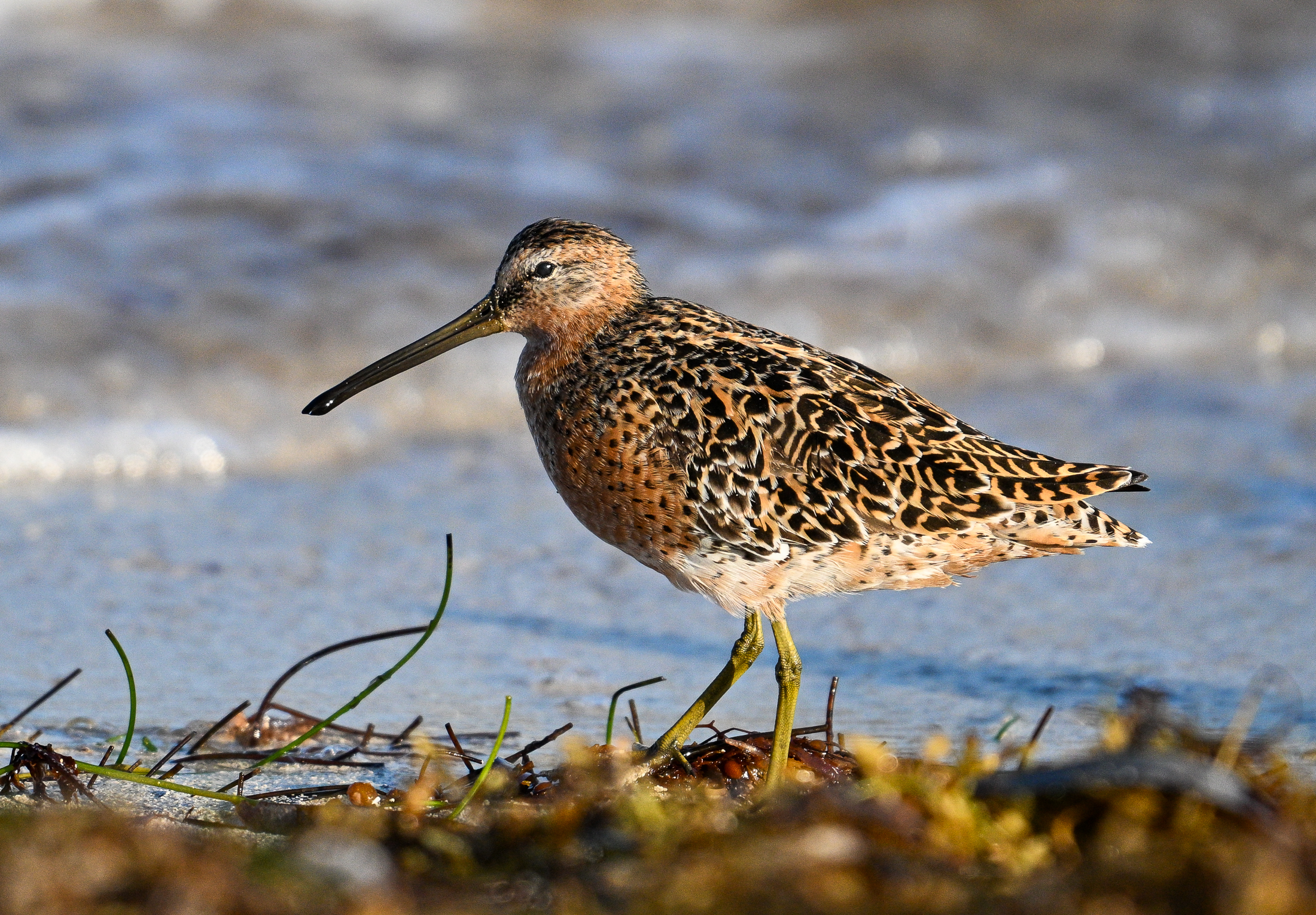 2nd PrizeOpen Nature In Class 2 By Samantha Scullen For ShortBilled Dowitcher DEC-2024.jpg